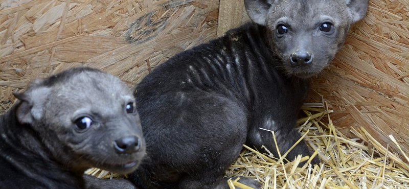 Fotók: Sosem gondolta volna, hogy ennyire cukik is lehetnek a hiénák