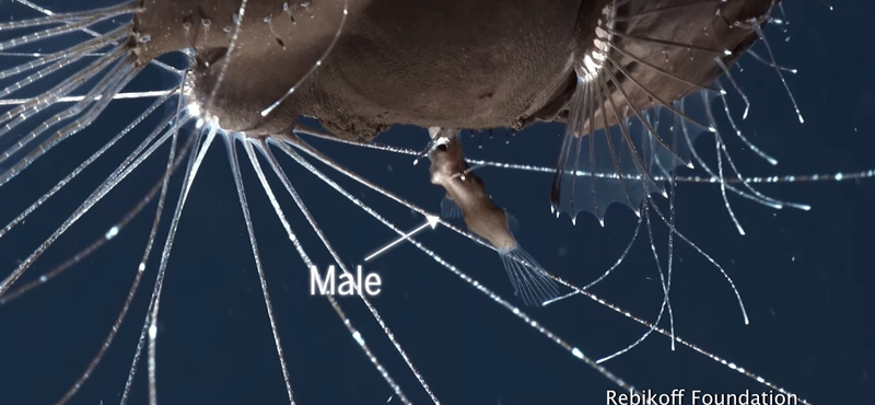 Megdöbbentő felvétel: a nőstény testéből táplálkoznak a hím mélytengeri ördöghalak