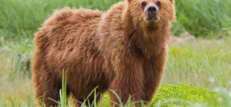 A kóborló medvék országában is szükség lehet rá: valahol már virtuális valósággal treníroznak medvetámadás esetére