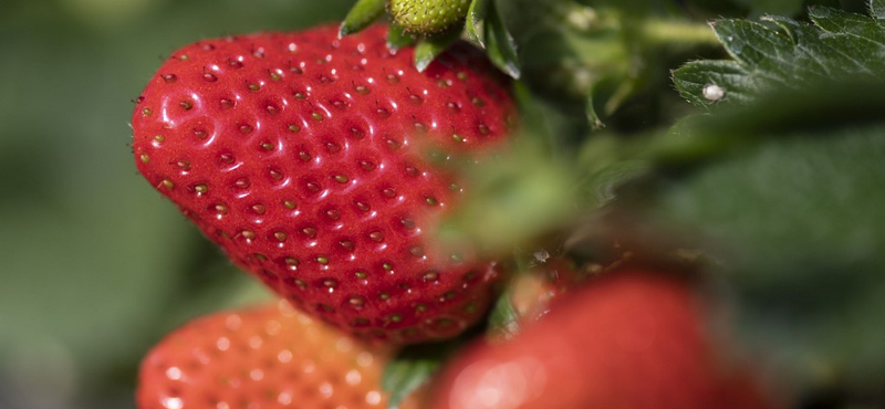 Megint keménykedik az agrárkamara a multikkal