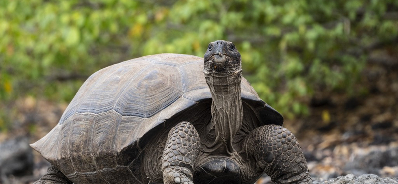 Teknősevők után nyomoznak Ecuadorban