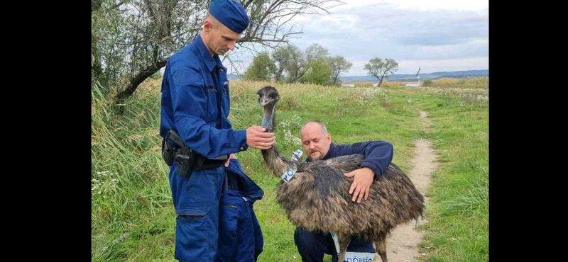 Emut találtak a rendőrök Gárdonyban