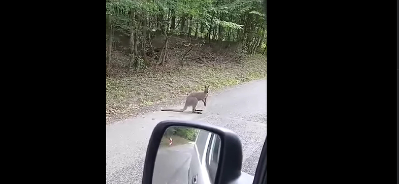 A Börzsönyben bóklászó kengurut videóztak le