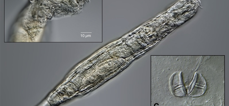 24 ezer évig a jég alatt volt, de kutatók visszahozták az életbe ezt a parányi állatot