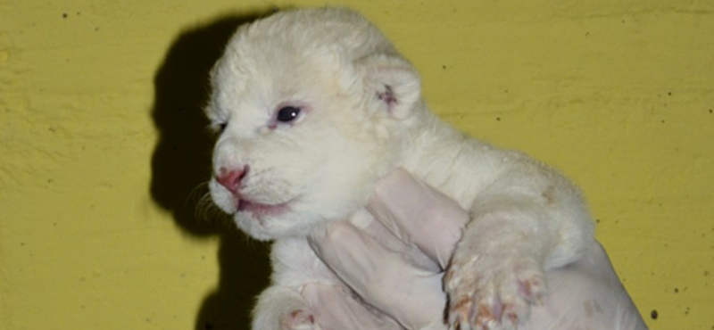 Újabb fehér oroszlán született Szegeden