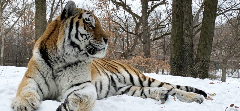 Putyin, a tigris 12 éven át élt a Minnesotai Állatkertben