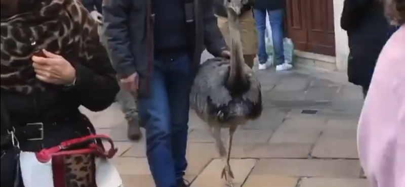 Bökte a csőrét a velenceieknek az emukat sétáltató páros – videó