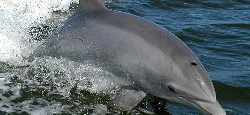 Lelőttek egy delfint Horvátország partjainal