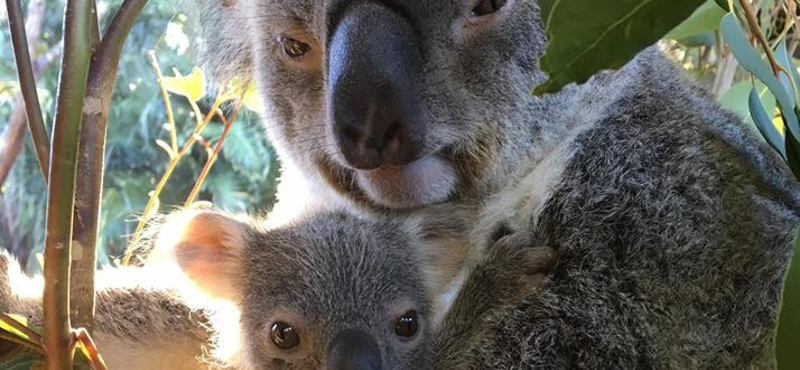 Nagyon ritka koala született Ausztráliában, csak most merték bemutatni – videó