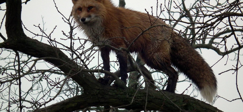 Fotók: Fára másztak a Hortobágyi Nemzeti Park rókái