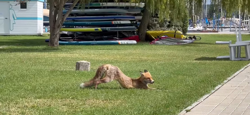 Zavartalanul nyújtózkodó rókát videóztak le a balatonkenesei strandon