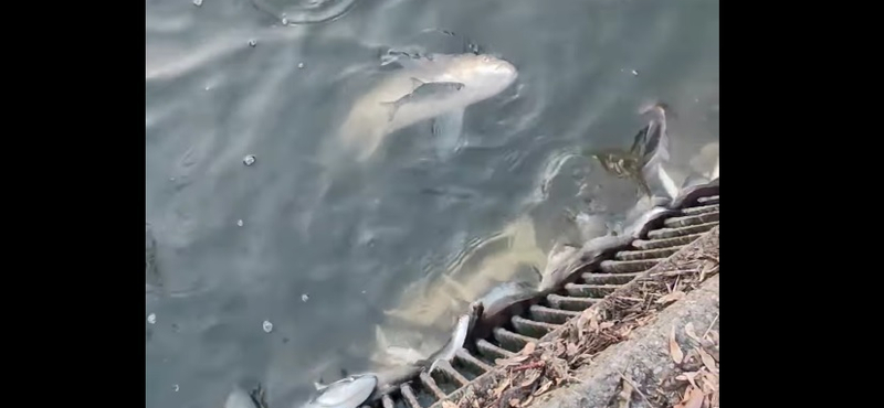 Tömegesen pusztulnak a halak az Által-ér tatai szakaszán – videó