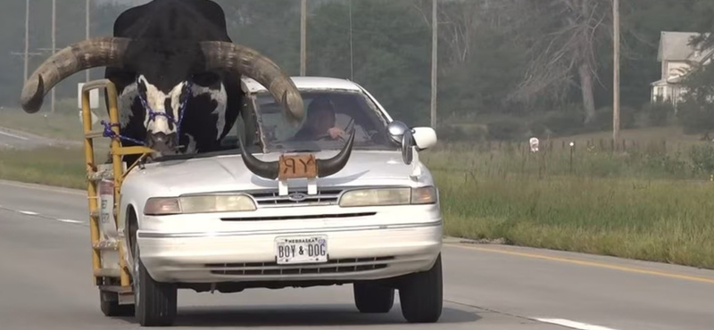 Egy hatalmas bikával az anyósülésen autózott egy sofőr – videó