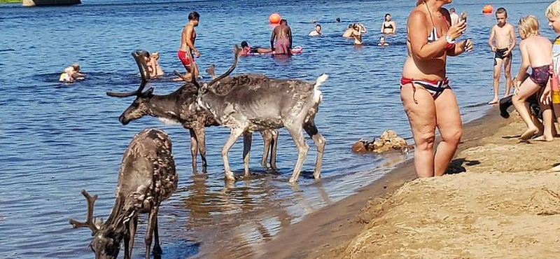 Az emberekkel együtt strandolnak a szarvasok Finnországban