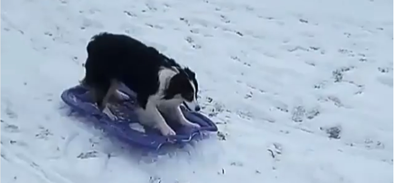 Videó: A lelkesen szánkózó kutyánál ma már nem lesz cukibb