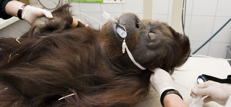 Az orangutánoknak néha tényleg több eszük van, mint az embernek