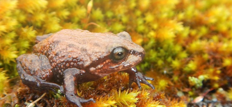 Ez a béka is David Attenborough-ról kapta a nevét