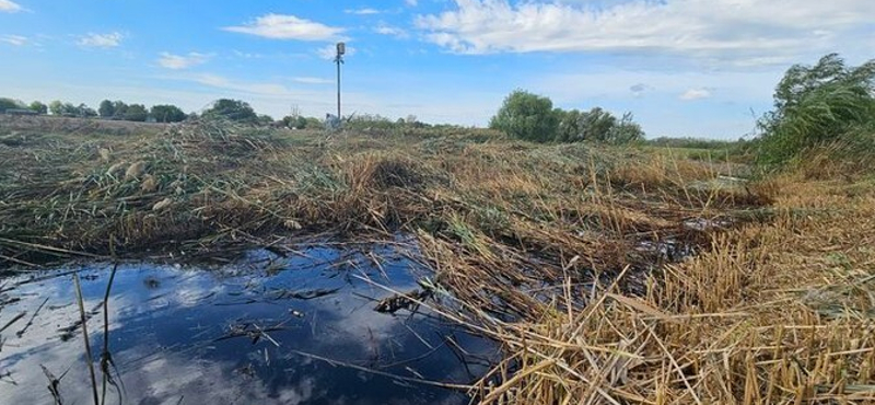 Meghibásodott a Mol egyik vezetéke, az abból kiömlő nyersolaj a hírek szerint egy szakaszon teljesen kipusztította a Marisi-csatorna élővilágát