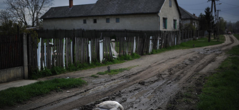 Újra indul az Élelmiszerlavina program