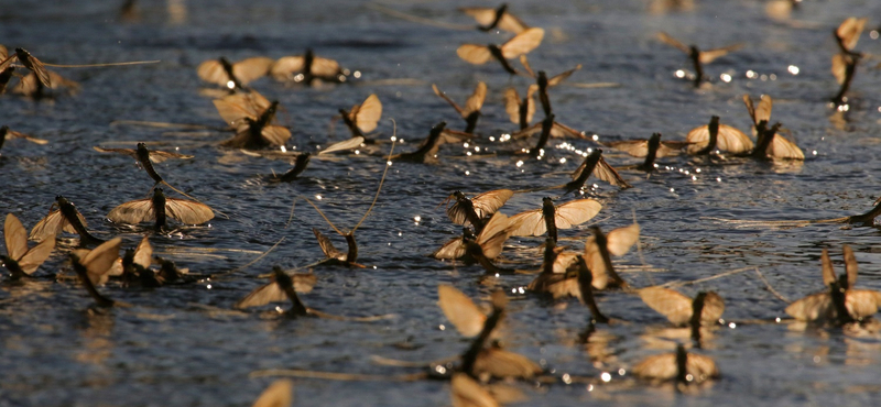 Megdöbbentő, mit talált a Tisza vizében egy új vizsgálat