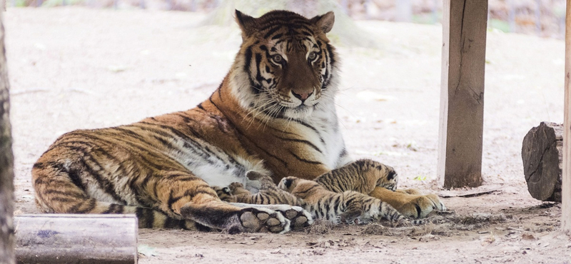 Már hét falusit ölt meg egy emberevő tigris