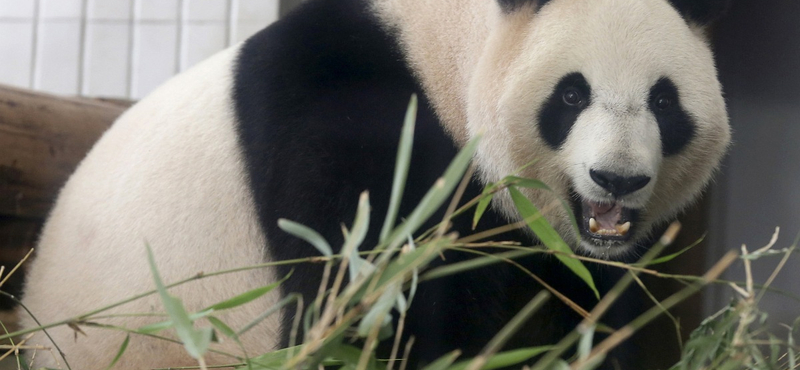 Pandabébi született Tokióban