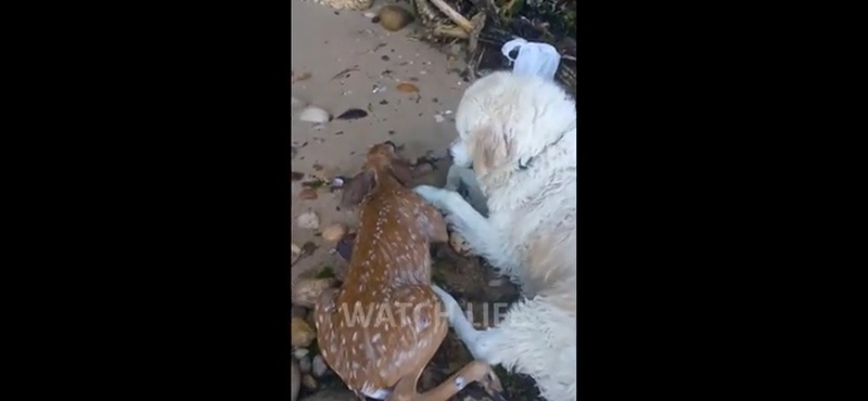 Fuldokló őzikét mentett ki egy kutya – videó