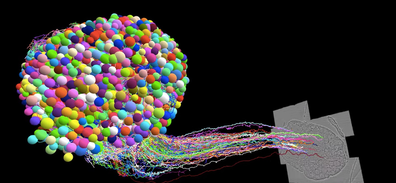 12 éven át térképezték fel egy muslica agyát a tudósok, az eredmény lenyűgöző lett – videó