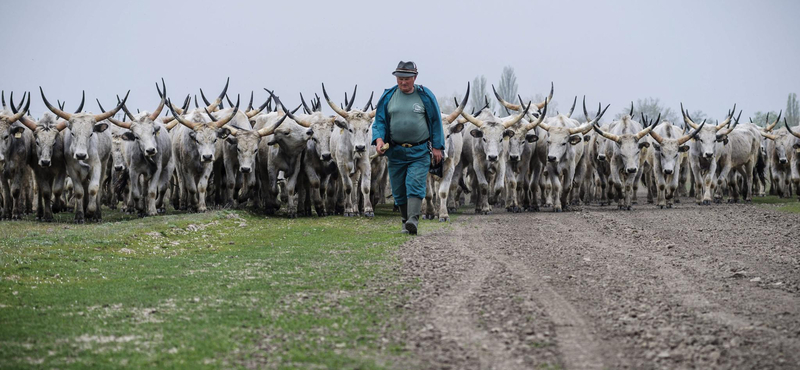 Kihajtották az ország legnagyobb gulyáját