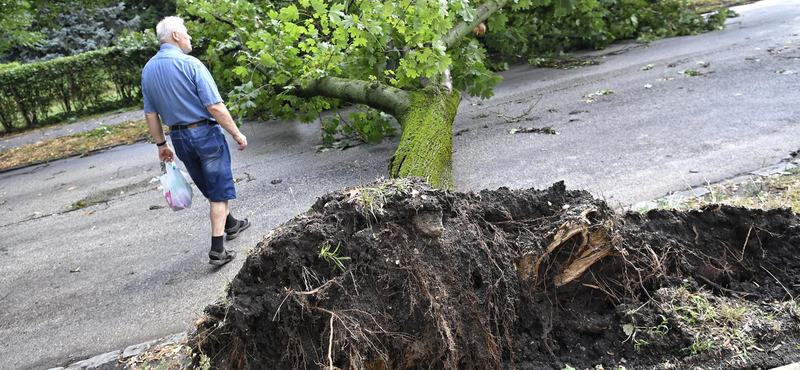 Leszakadt vezetékek, kidőlt fák, megrongálódott kocsik - fotók a vihar okozta károkról