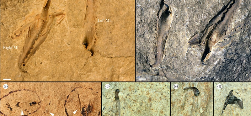 Centis állkapcsa volt a most talált gigantikus ősi féregnek