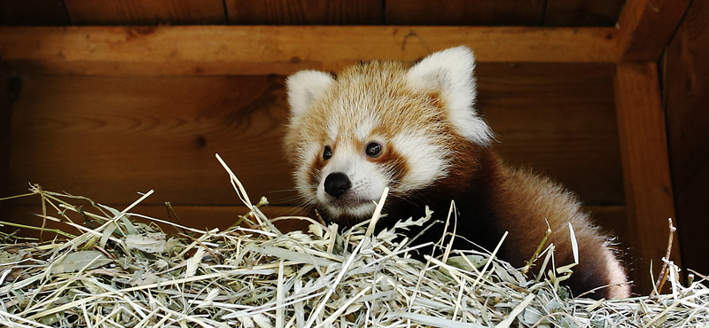 Tűzijáték miatt pusztult el egy három hónapos vörös panda