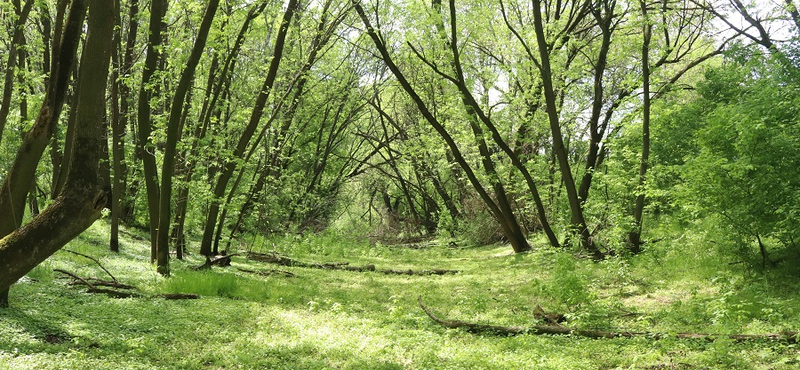 Fizetős parkolást vezettek be Visegrádnál az erdőben