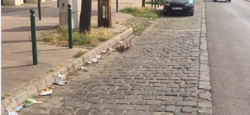 Cuki kiskacsák togyogtak végig a Lehel úton – videó