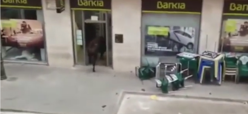 Bika ment be egy spanyolországi bankba – videó