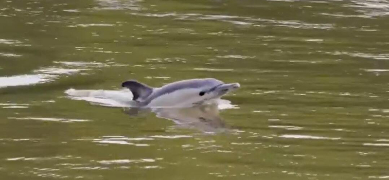 Két halott delfint is találtak a Temzében Londonban