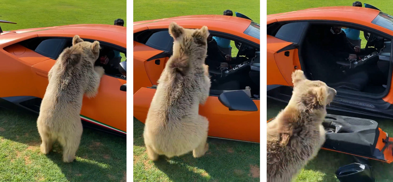 Játékos medvebocs mancsában maradt egy Lamborghini-ajtó – videó