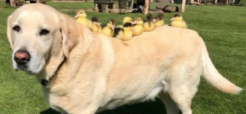 Fred, a labrador fogadta örökbe a kilenc kiskacsát