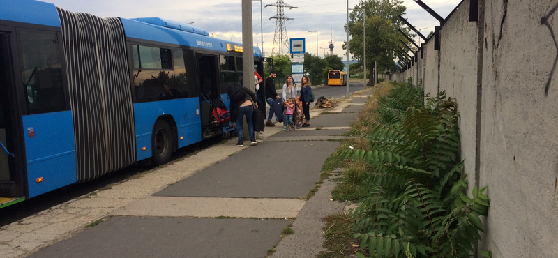 Itt a bizonyíték: kutyát sem érdekel, hogy parlagfű fogadja a turistákat