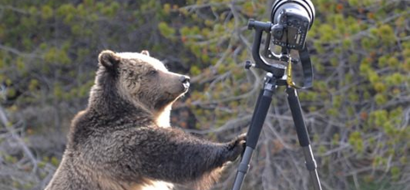 Fotó: medve támadt egy fényképezőgépre a Yellowstone parkban