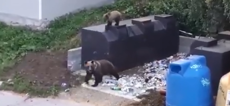 Ez a videó megmagyarázhatja, miért támadott meg több embert az anyamedve