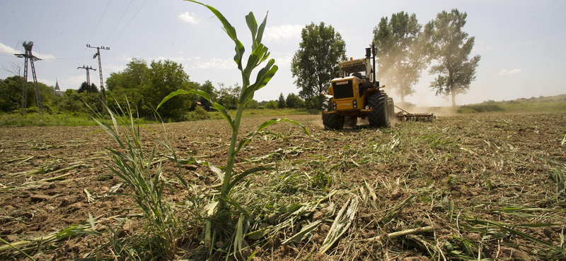 Kivonja az EP a GMO-kat az élelmiszerbiztonság ellenőrzése alól