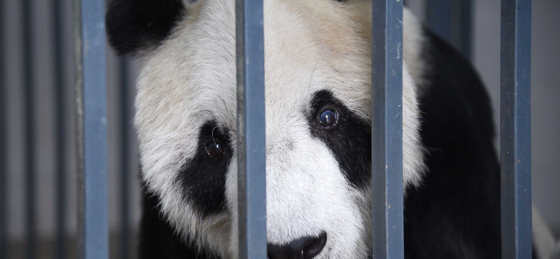 Gyászol Kína, meghalt Paszi, a panda