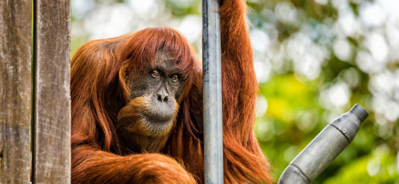 Meghalt a világ legöregebb szumátrai orangutánja