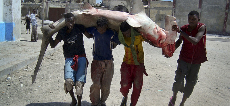 A nap képe: pörölycápa Mogadishu utcáin