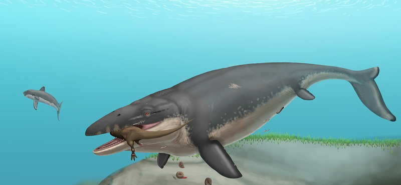 Miről árulkodik a Japánban talált óriási tengeri sárkány csontváza?