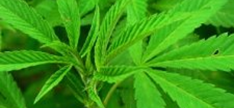 Tudta? Itthon is hozzájuthatnak kannabisztartalmú gyógyszerhez a betegek