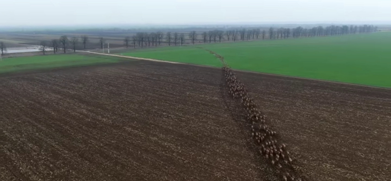 Elképesztő légi felvételen vágtat több száz szarvas Baranyában – videó