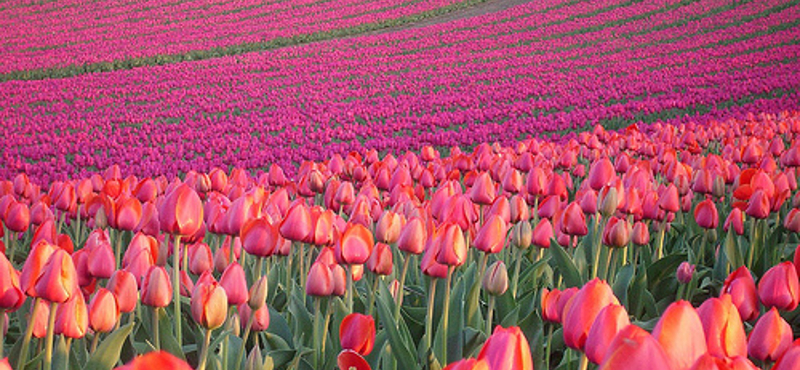 Hasznos tipp: mihez kezdjünk a nőnapi tulipánnal?