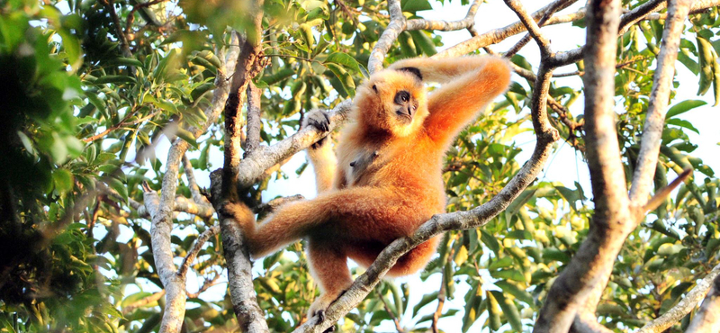 35 egyede van a legritkább gibbonfajnak, és ez óriási siker